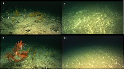 Seamounts on the High Seas Should Be Managed as Vulnerable Marine Ecosystems